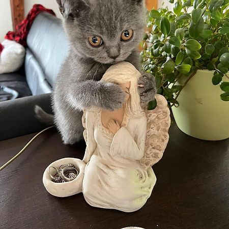 Apartmany U Prochazku チェスキー クルムロフ エクステリア 写真